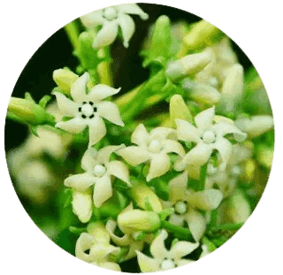 Faithful Fasting Formula Ingredients