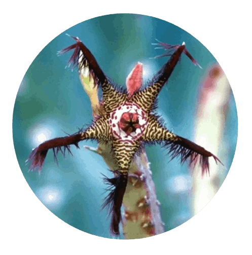 Faithful Fasting Formula Ingredients