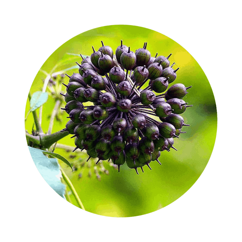 Faithful Fasting Formula Ingredients