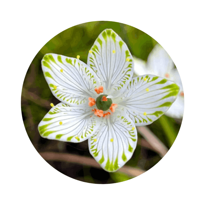 Faithful Fasting Formula Ingredients